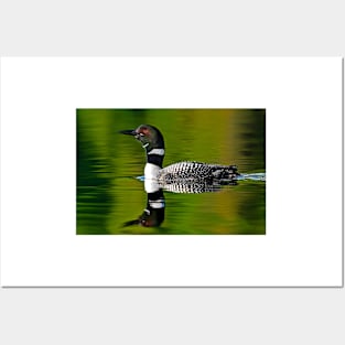 Common Loon Posters and Art